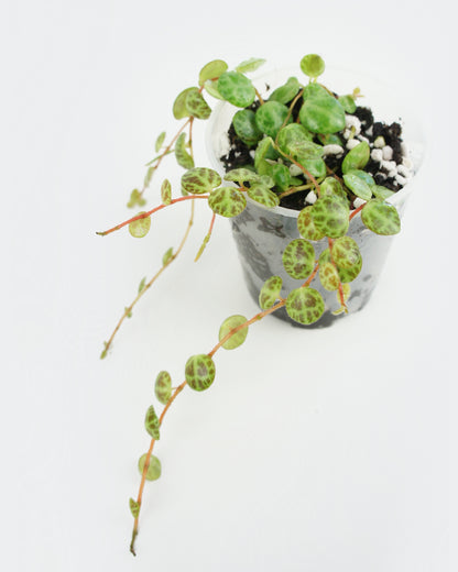 Peperomia Prostrata - Chaîne de tortues (S)