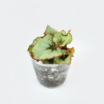 Begonia Rex Java Escargot