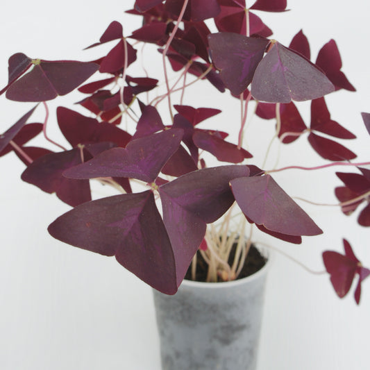 Oxalis Triangularis Pourpre