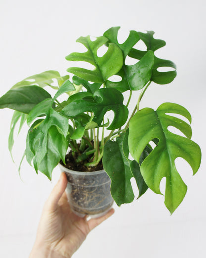 Rhaphidophora Tetrasperma - Monstera minima