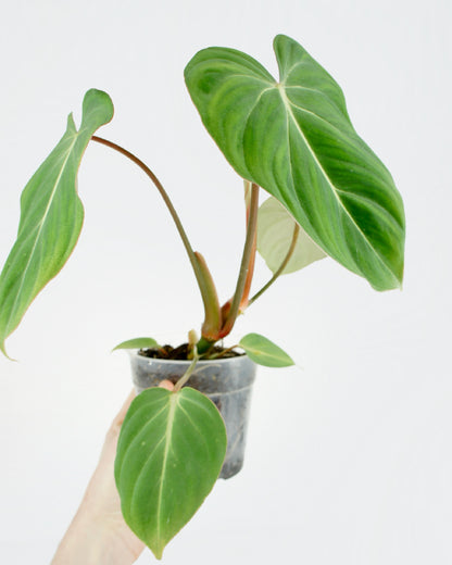 Philodendron Gloriosum (M)