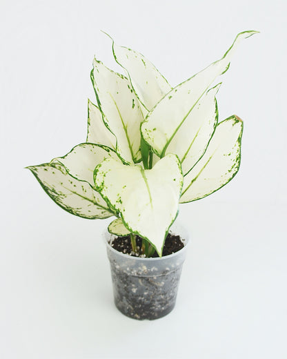 Aglaonema White Joy