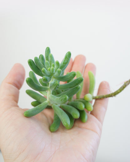 Sedum Allantoides