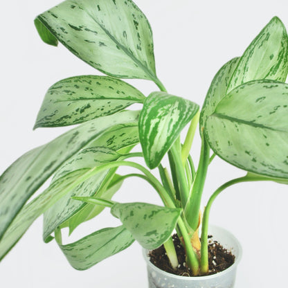 Aglaonema Maria Christina