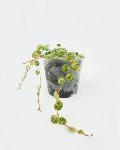 Peperomia Prostrata - Chaîne de tortues (S)