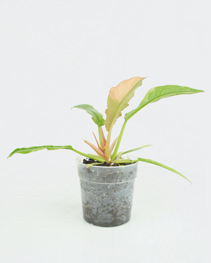 Philodendron Ring of Fire (M)