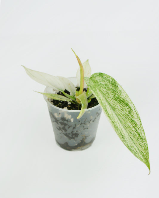 Philodendron Florida Ghost (S)