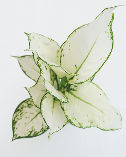 Aglaonema White Joy