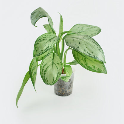 Aglaonema Maria Christina