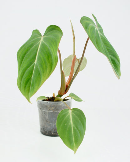 Philodendron Gloriosum (M)