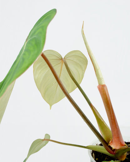 Philodendron Gloriosum (M)