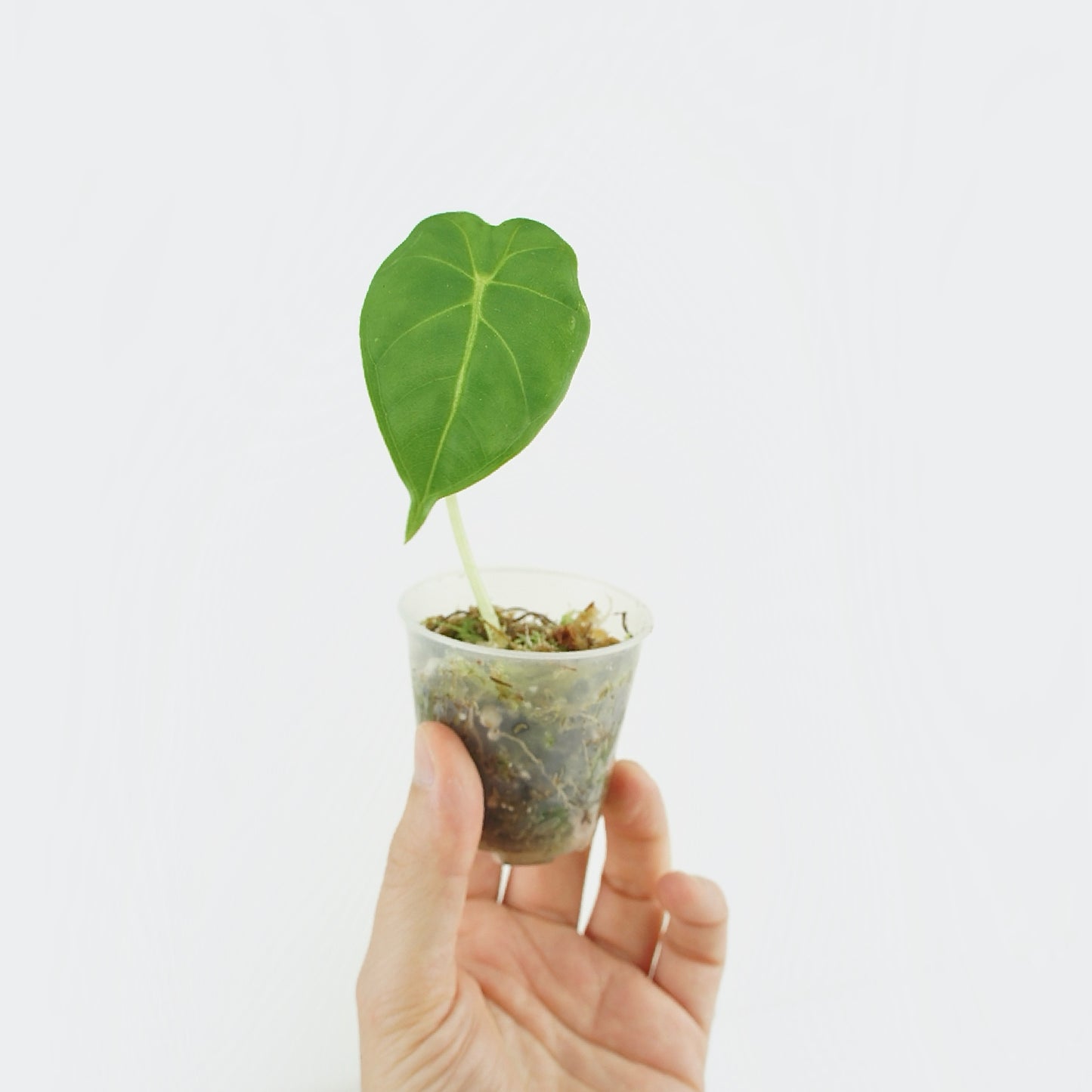 Alocasia Micholitziana Frydek (S)