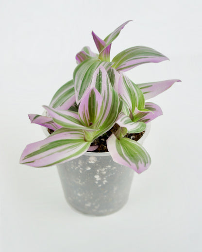 Tradescantia Nanouk - Bubble gum