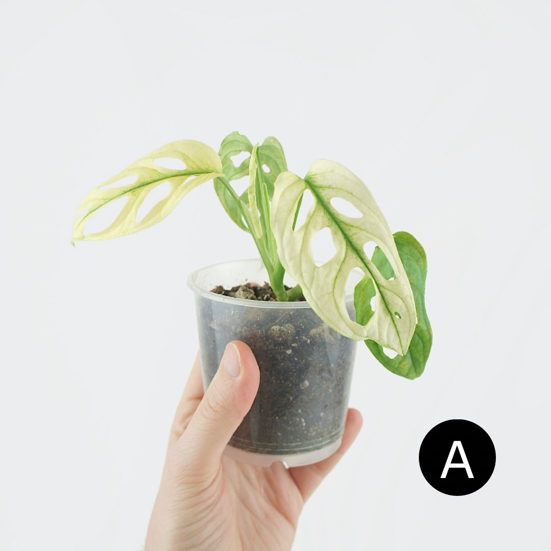 Monstera Adansonii Variegata (S)