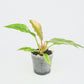 Philodendron Ring of Fire (M)