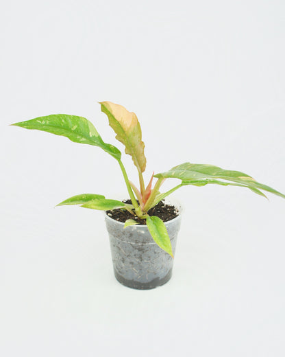 Philodendron Ring of Fire (M)