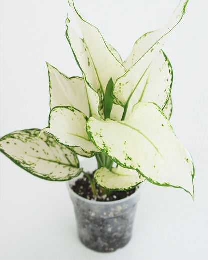 Aglaonema White Joy