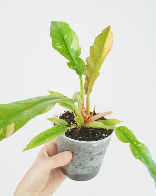 Philodendron Ring of Fire (M)