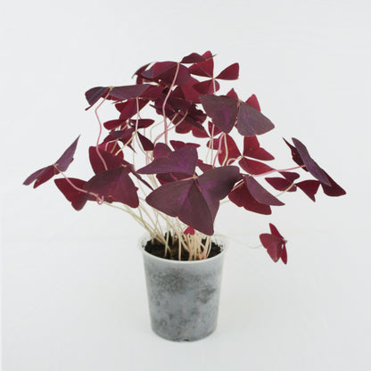 Oxalis Triangularis Pourpre