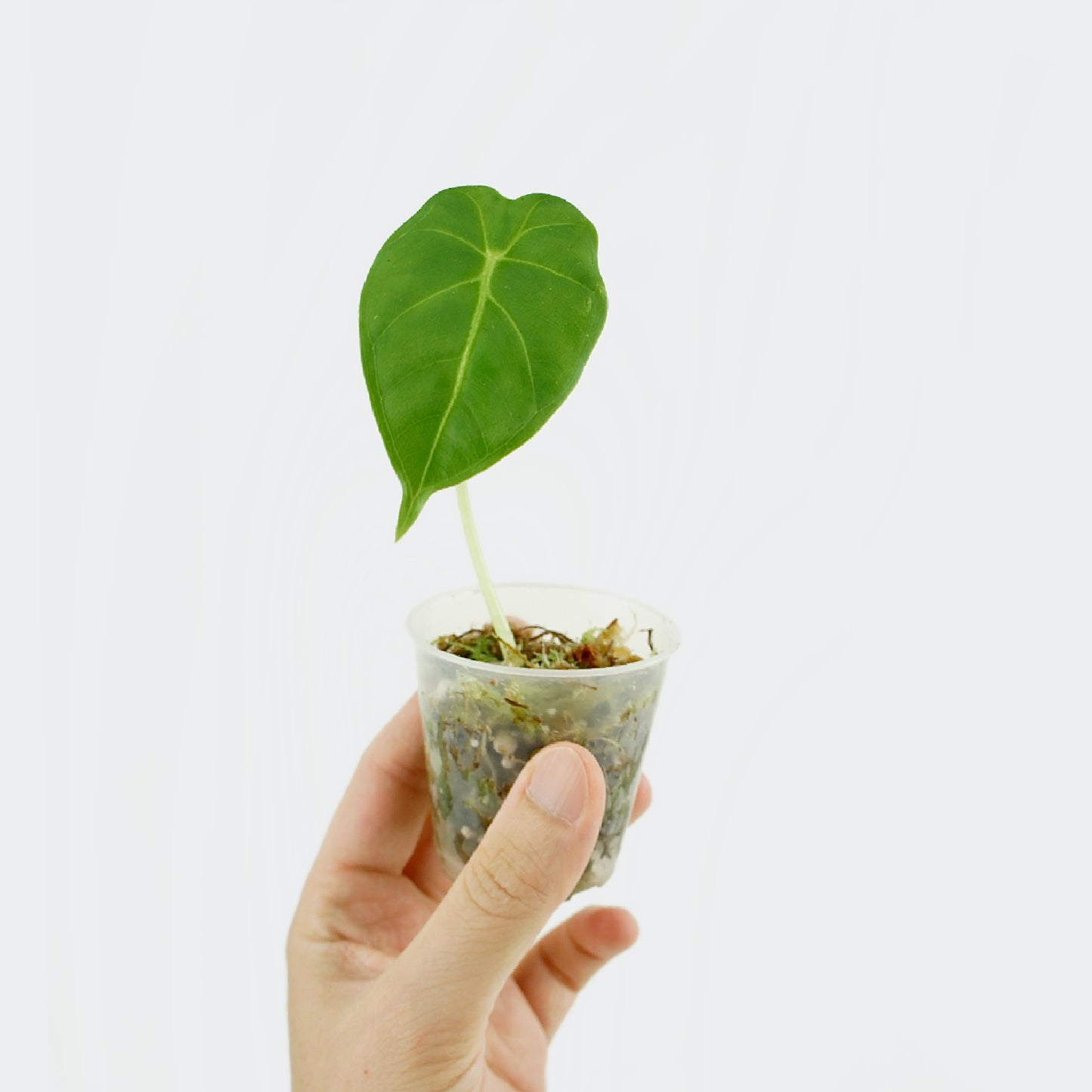 Alocasia Micholitziana Frydek (S)