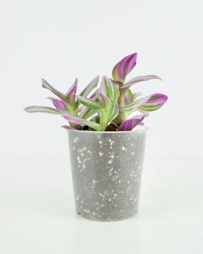 Tradescantia Nanouk - Bubble gum