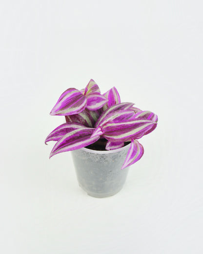 Tradescantia Zebrina Pink Paradise