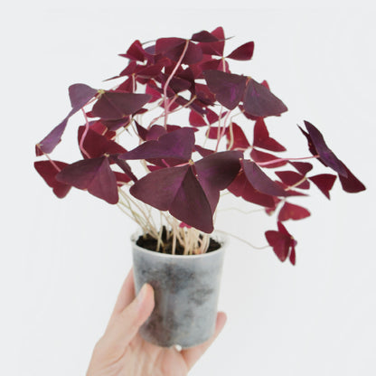 Oxalis Triangularis Pourpre