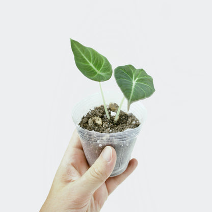 Alocasia Reginula Black Velvet (S)