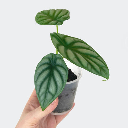 Alocasia Silver Dragon (S)