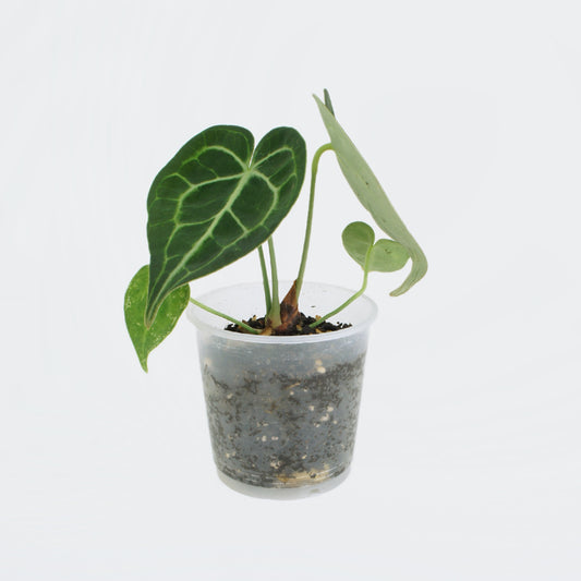 Anthurium Clarinervium (S)