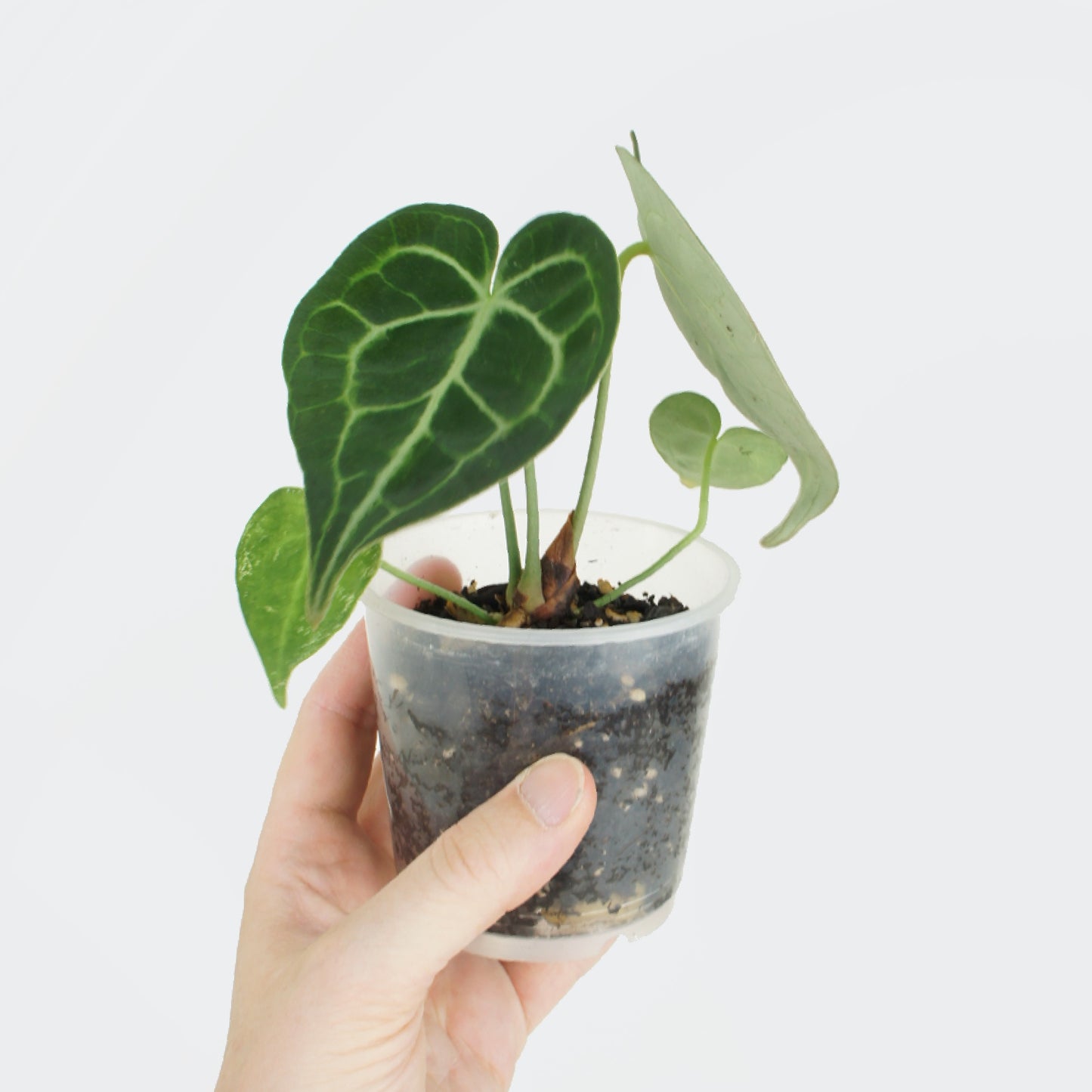 Anthurium Clarinervium (S)