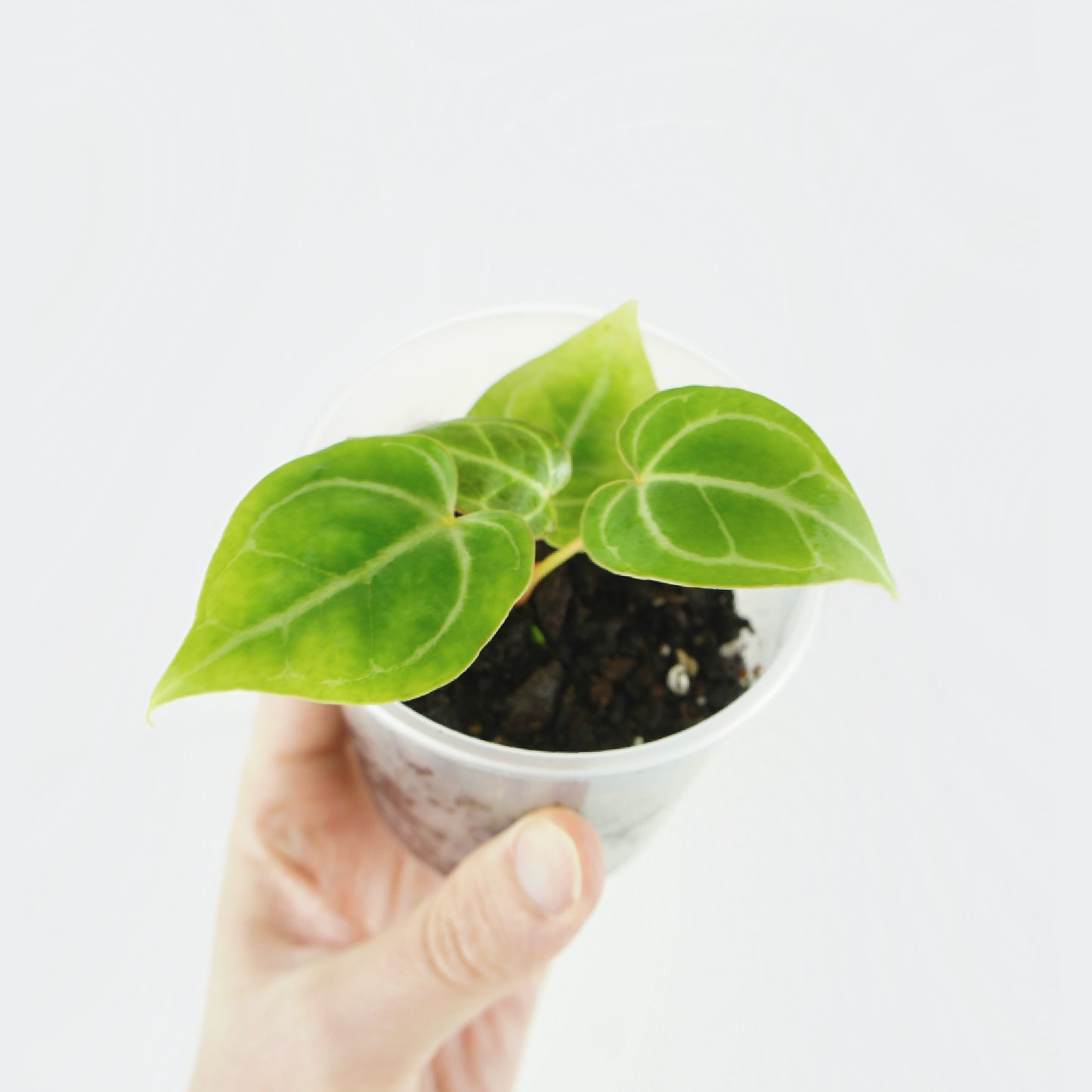 Anthurium Crystallinum