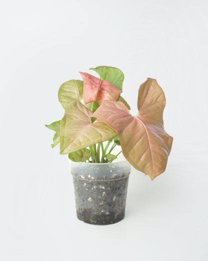 Syngonium Neon Robusta