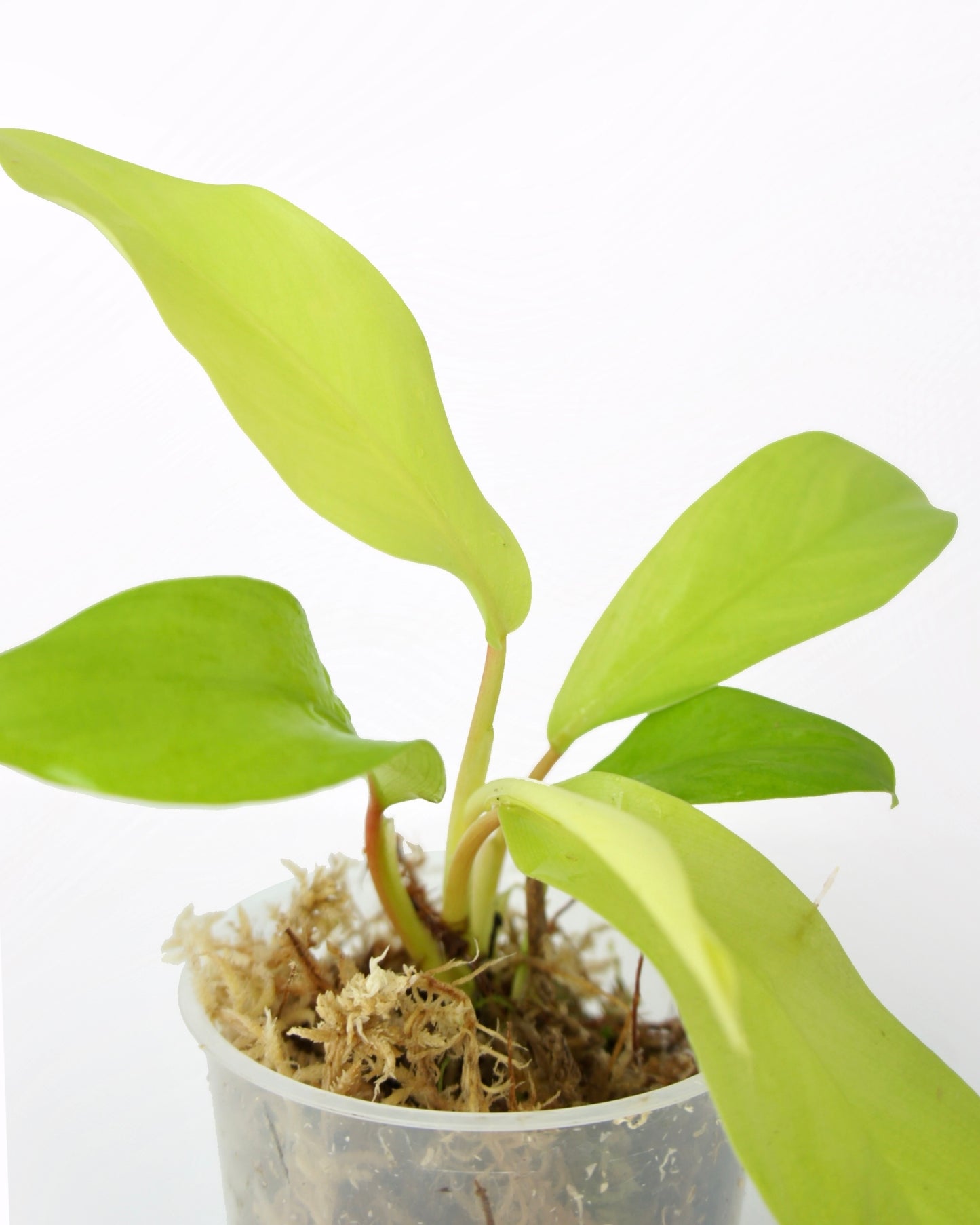 Philodendron Malay Gold