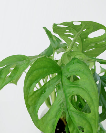 Monstera Adansonii (M)