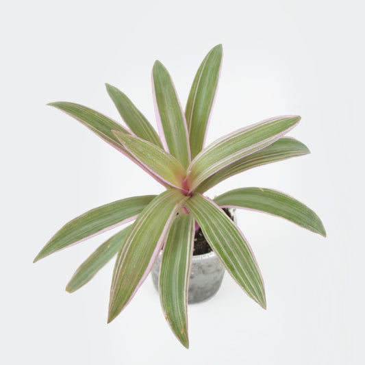 Tradescantia Spathacea