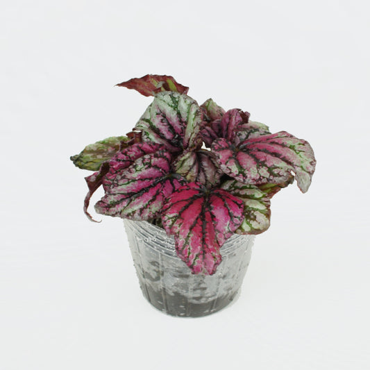Begonia Rex Hugh McLauchlan