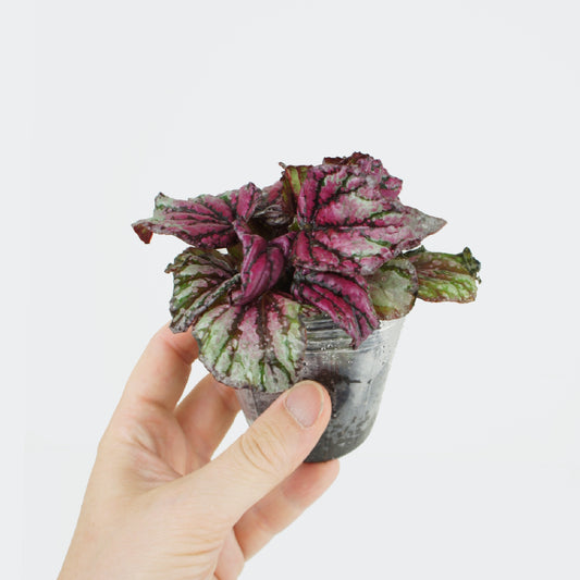 Begonia Rex Hugh McLauchlan