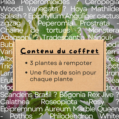 Coffret Mystère 3 plantes