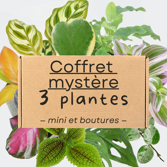 Coffret Mystère 3 plantes