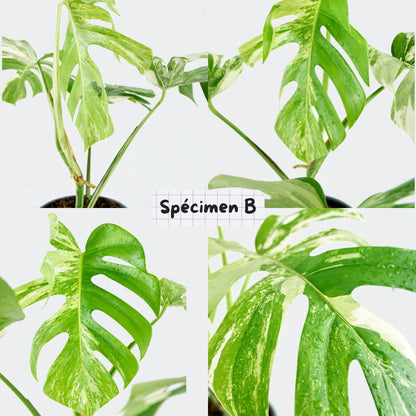 Monstera Deliciosa Variegata mature (L)