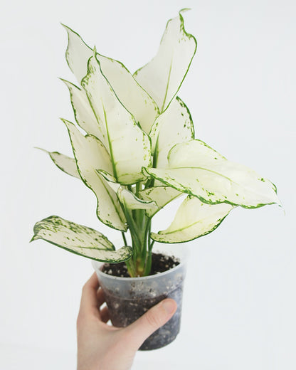 Aglaonema White Joy