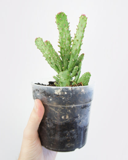 Opuntia Monacantha Variegata - petit