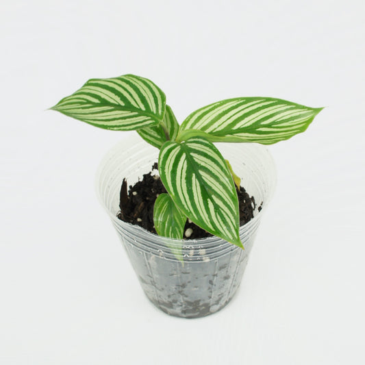 Calathea Vittata