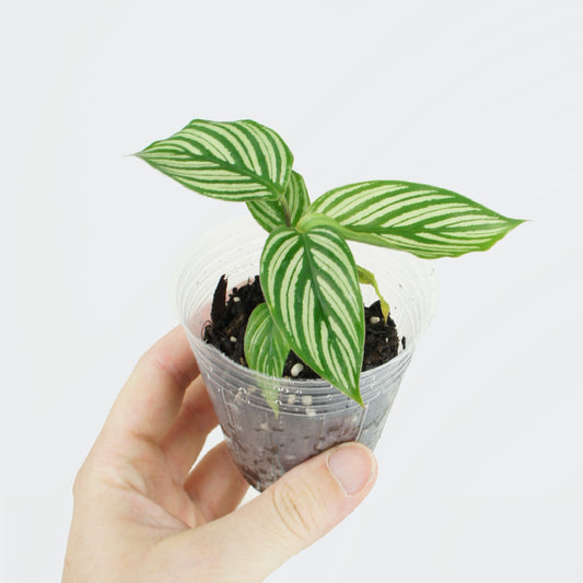 Calathea Vittata