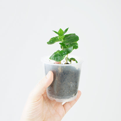 Coffea Arabica (S)