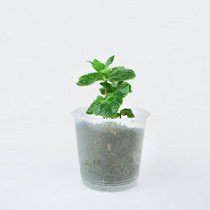 Coffea Arabica (S)