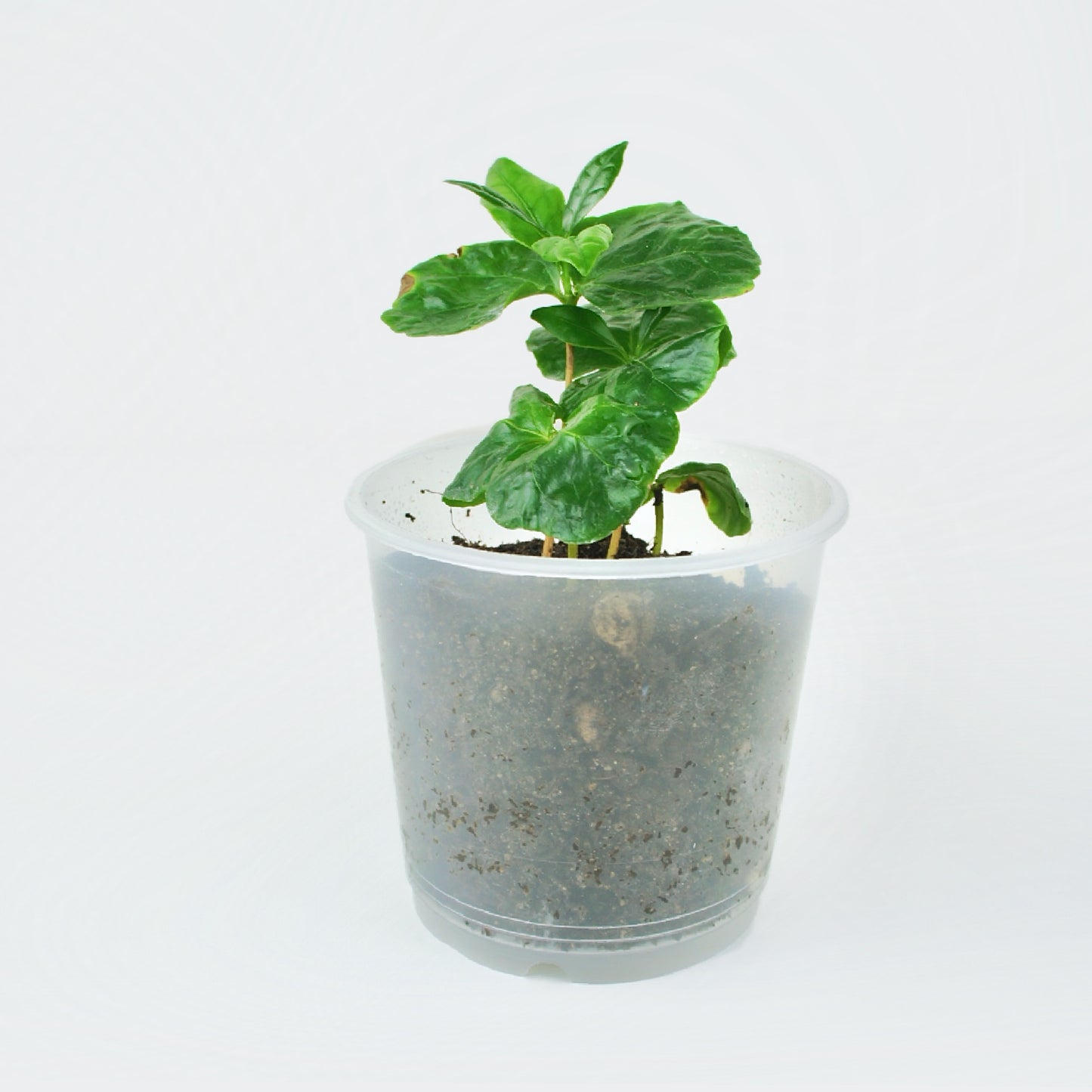 Coffea Arabica (S)