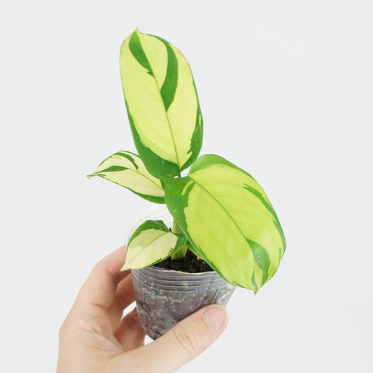 Ctenanthe Pilosa Golden Mosaic