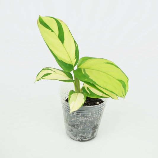 Ctenanthe Pilosa Golden Mosaic